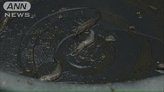 エビ大量死　邦人教授らが病原菌特定の検査法を確立(14/06/27)