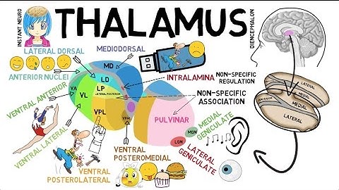 INSTANT NEURO - Thalamus