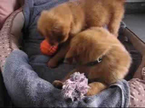 8 Week Old Golden Retriever Puppies (Timmy and Sha...