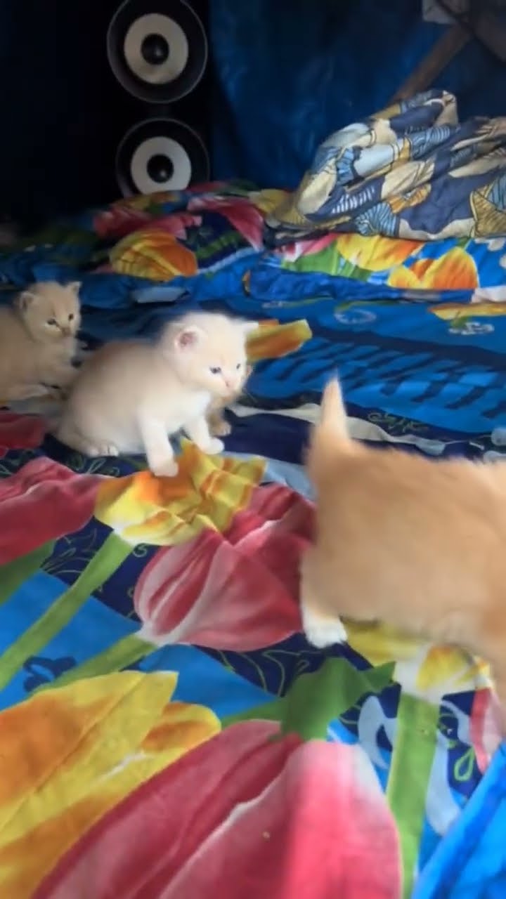Funny cat