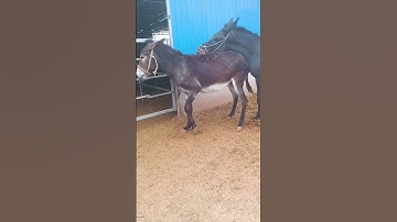 Funniest Donkey Ever! Donkey Training the fun way! 657