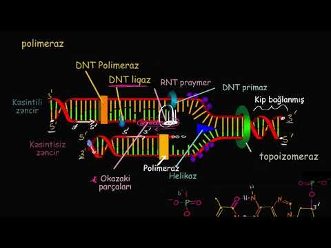 Video: DNT replikasiyasında topoizomeraz fermentinin funksiyası nədir?