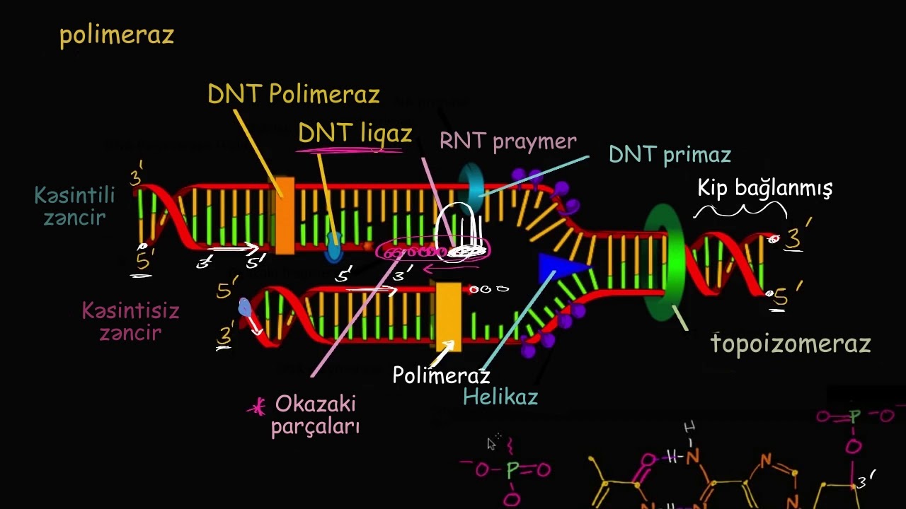 DNT replikasiyasının sürəti və dəqiqliyi