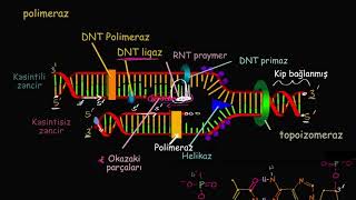 Dnt Replikasiyasının Sürəti Və Dəqiqliyi