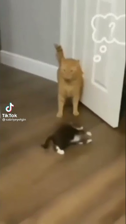 funny animals l cats l kitten l what going on with him? 😂😂😂😂 l #shorts