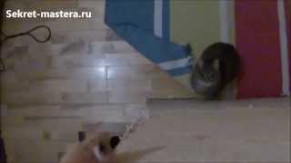 Британский кот в замедленной съемке - Cat jump slow mode Британский кот в замедленной съемке - Cat jump slow mode