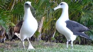 Albatross Dance : Frank Mills Music Box Dancer