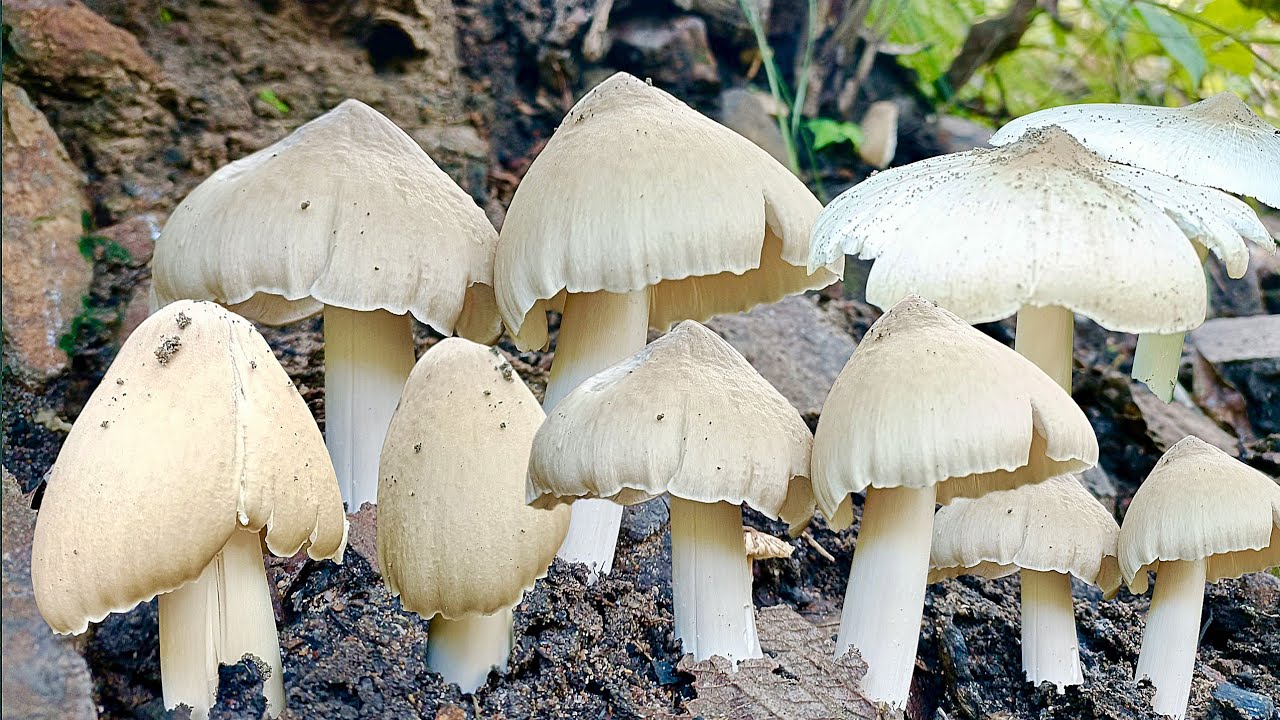 อลังการ!!เห็ดปลวกขาวยักษ์แข่งกันออกกับเห็ดระโงกหมานแบบสุดๆงานนี้ล้นกะต่าใหญ่จ้า17/11/68