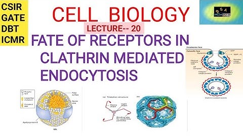 CELL BIOLOGY-- FATE OF RECEPTORS IN CLATHRIN MEDIATED ENDOCYTOSIS || CSIR || GATE || DBT|| ICMR