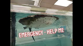 Emergency - Stingray CURLED and FLOATING - How can I help her?