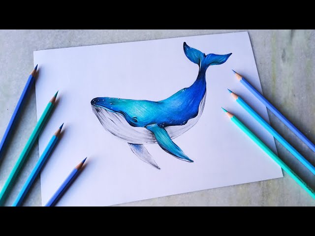 Whale Pencil Drawing - Etsy