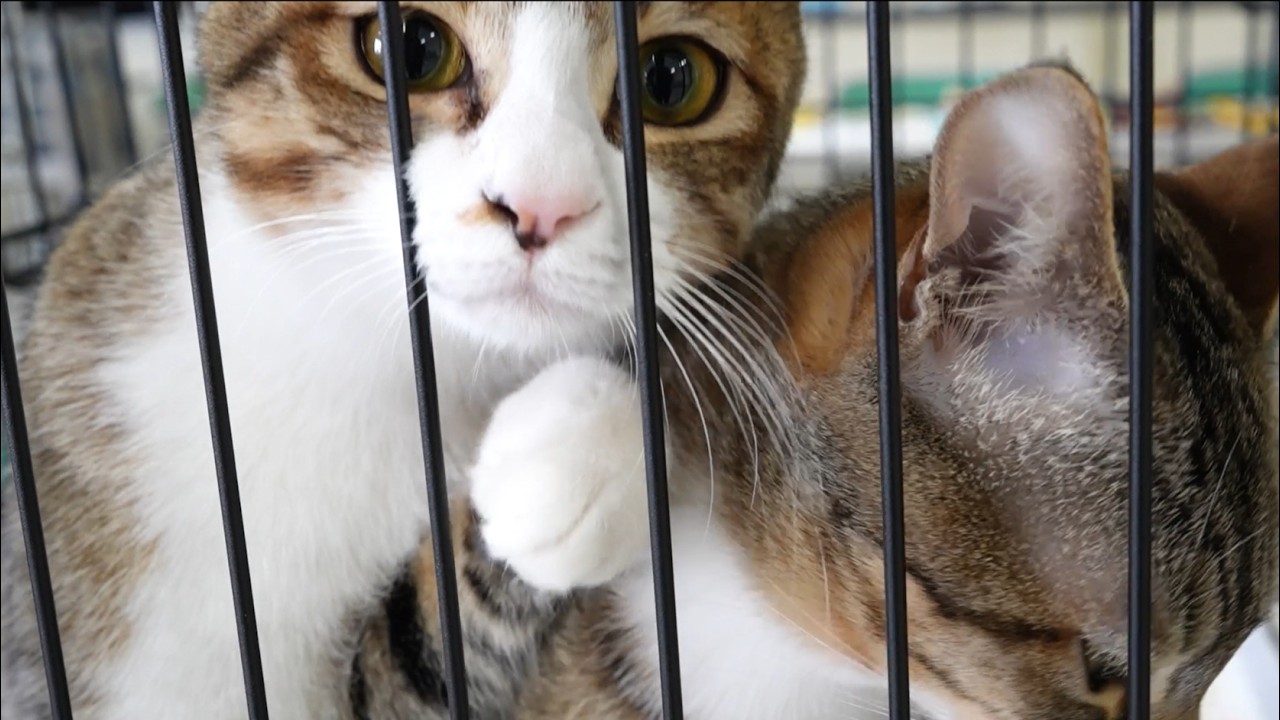【課題も】自宅で３０匹を飼育　保護猫ボランティア団体の活動に密着！【ほかるんのぼっけーニュース 2026年3月4日】