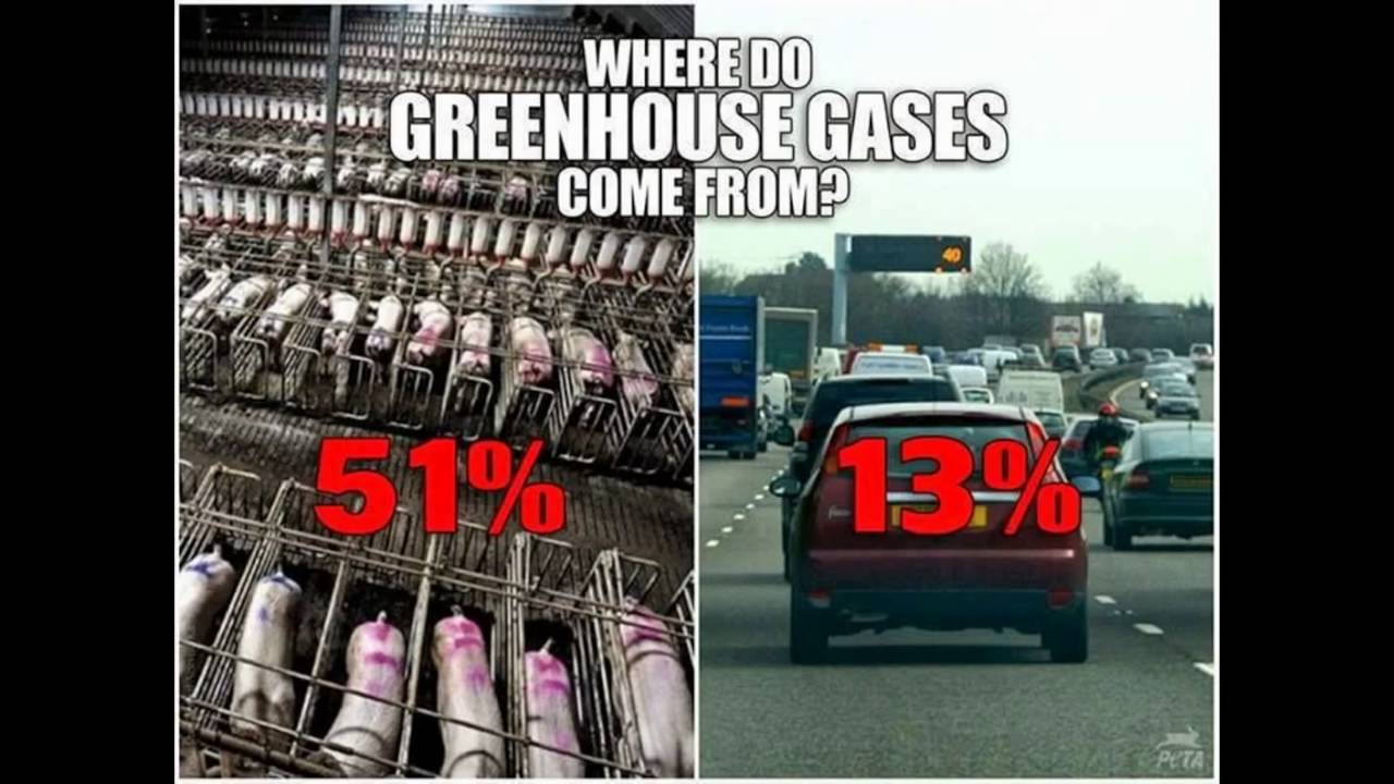 YOUR Taxes FUND the MEAT Animal Abuse Industry WELFARE Queens State