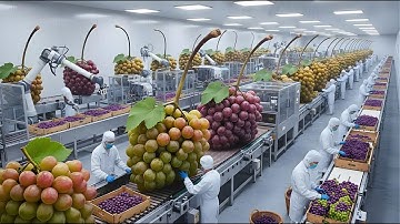 Inside a Modern Grape Processing Plant: From Fresh Grapes to Finished Raisins (Full Production Line)