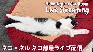 【ネコ・ネル ねこ部屋配信】NN Cat Room Live Streaming 260613
