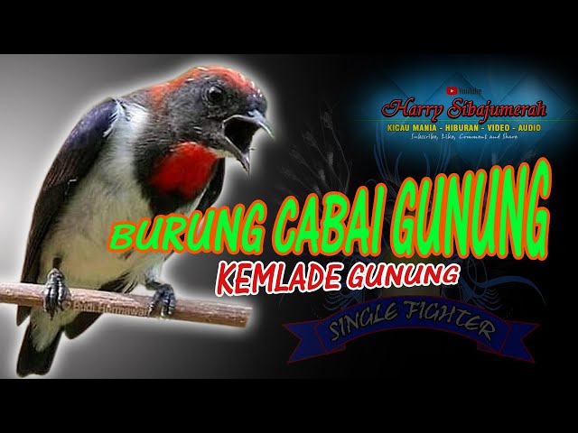 Burung Kemladean Gunung / Cabean Gunung Jantan class=