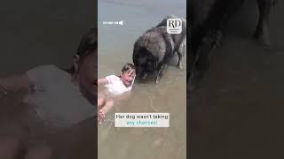Dog Rescues Girl Playing in the Ocean | Little Helper of the Week
