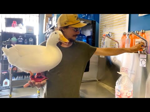I Took My Duck To The Water Store