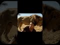 When You Think You’re the Prey… But He Just Wanted Company 🦁😅