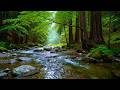 Deep Sleep &amp; Calm Mind by Forest River Sounds &amp; Birds | Peaceful Nature Ambience for Sleep