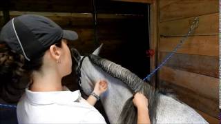 How To Running Braid & French Braid your horse for schooling - FULL TUTORIAL