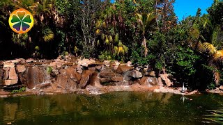Успокаивающий Шум Маленького Водопада | Пение Птиц В Тропическом Лесу
