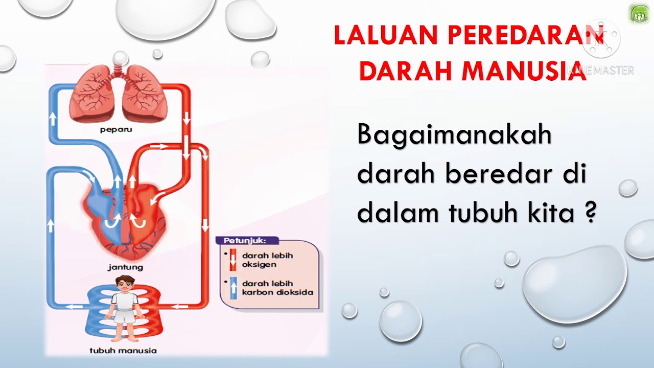 SAINS TAHUN 5 Unit 2  Manusia (Laluan Peredaran Darah Manusia)  YouTube