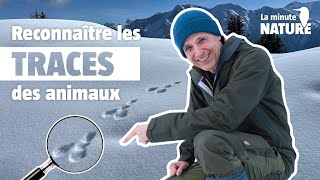 Comment reconnaître les traces des animaux ? (No 374)