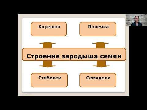 Строение семян   6 класс