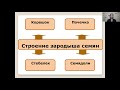 Строение семян   6 класс