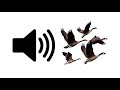 Geese Sound Effect ProSounds Geese Sound Effect ProSounds