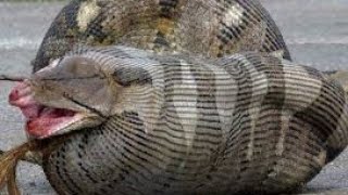 🤮😱😨 Within Anaconda!! Внутри Анаконды 🐍