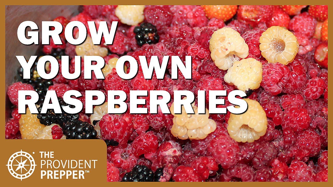 How to Plant Bare Root Raspberries - YouTube