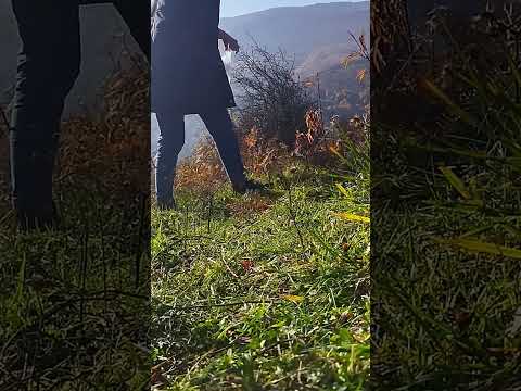 شمالگردی شمال چیدن سبزی کوهی درطبیعت   شمالگردی شمال کوه روستاگردی