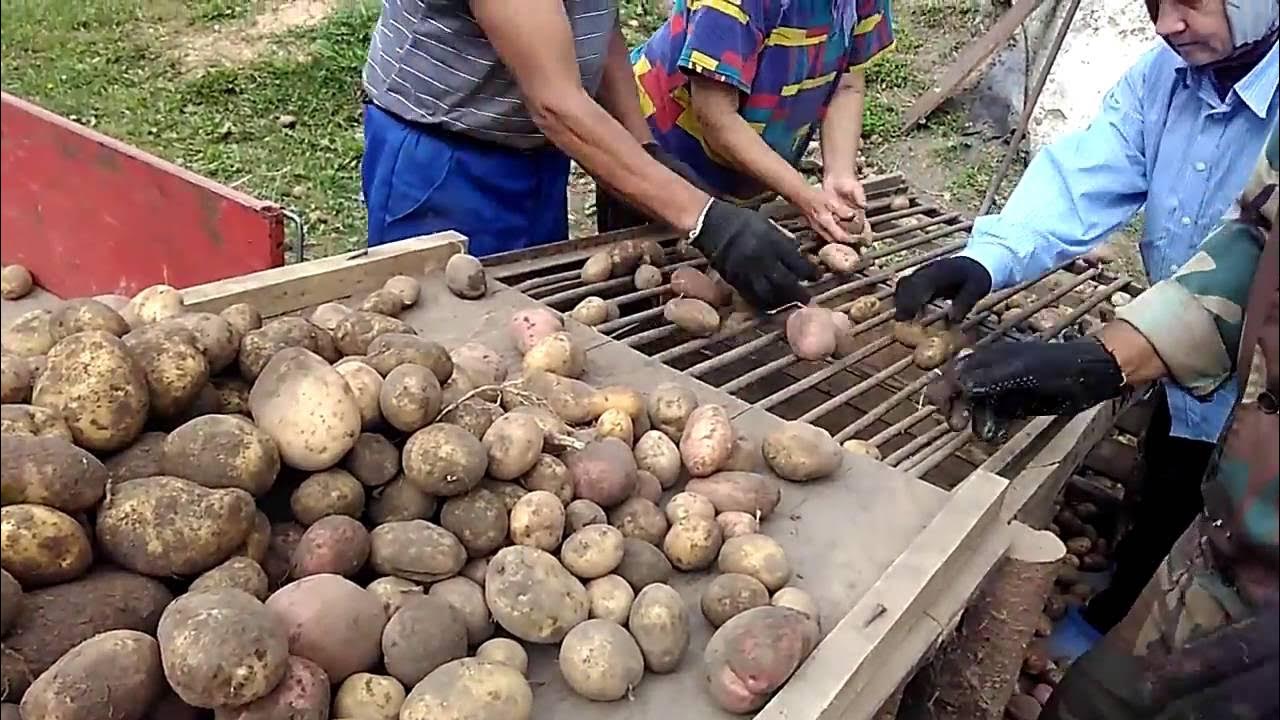 Копка картофеля. Уборка картофеля. Картошка в огороде. Девушка копает картошку. Просушка картофеля.