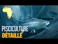 Pisciculture afrique business comment se lancer dans la pisciculture