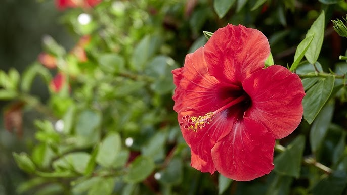 Cómo trasplantar un hibisco (a maceta y jardín) - Jardinatis