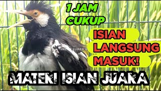 BURUNG JALAK SUREN GACOR ISIAN FULL gampang ditiru semua burung untuk PANCINGAN MASTERAN SEMUA JALAK