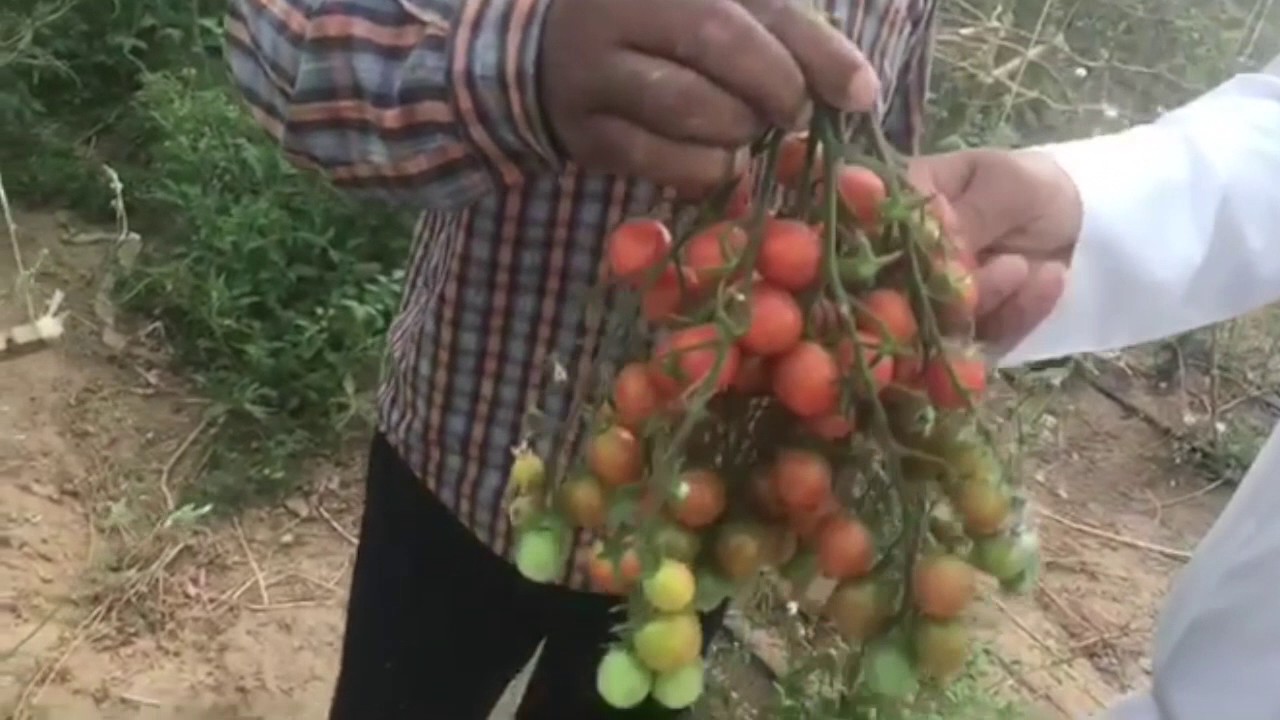 انواع التبريد في المحميات الزراعية وطرق مبتكره مفيده جدا