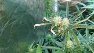 Indoor Grow Update week 4 In My 3' by 3' Grow Tent