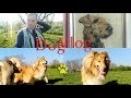 DogVlog: Много собак + много разговоров. Колли длинношёрстный.