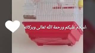 تغريد رائع كناري أبيض سوري روعة في تغريد طيور الزينة 2020