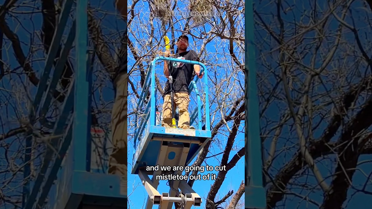 Scissor Lift Tree Trimming. 