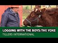 Getting a Yoke Ready for Logging with Oxen