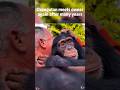 Animals and Rescuers Unexpectedly Reunite #gorillareunion #unfortgettable #bond #reunited  #love