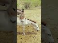 donkey new video