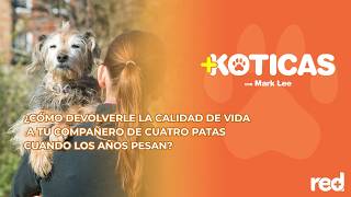 ¿Cómo devolverle la calidad de vida a tu compañero de cuatro patas cuando los años pesan? | +Kotikas