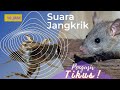 Suara Jangkrik Pengusir Tikus, Ampuh❗