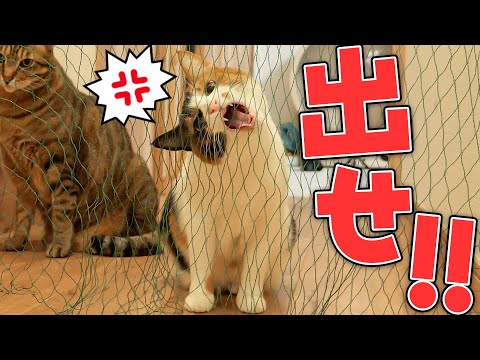 出しすぎちゃった猫 A small, aggressive calico cat appeared, trying to tear