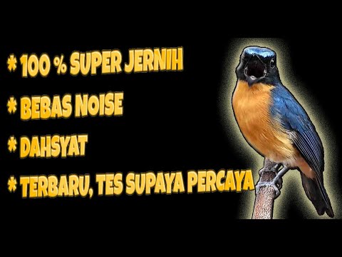 TERBAIK.‼️ SUARA PIKAT BURUNG PRENJAK RIBUT KOMBINASI SOGON DAN REMETUK LAUT..